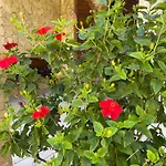 Amantea Villa *